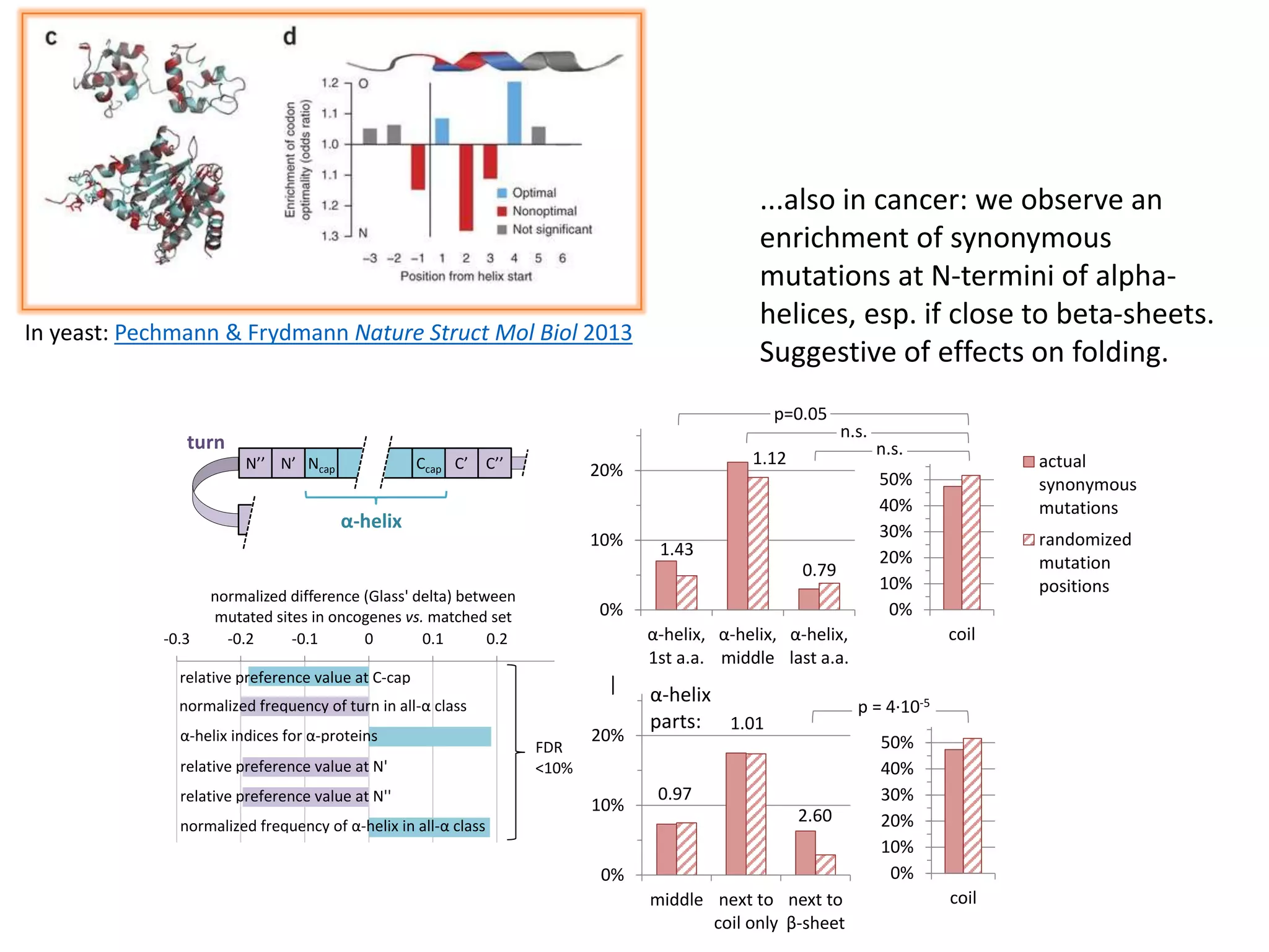 In yeast: Pechmann & Frydmann Nature Struct Mol Biol 2013
F
0%
10%
20%
α-helix,
1st a.a.
α-helix,
middle
α-helix,
last a.a.
p=0.05
n.s.
n.s.
1.43
1.12
0.79
0%
10%
20%
30%
40%
50%
coil
actual
synonymous
mutations
randomized
mutation
positions
0%
10%
20%
middle next to
coil only
next to
β-sheet
p = 4·10-5
0.97
1.01
2.60
α-helix
parts:
0%
10%
20%
30%
40%
50%
coil
G
H
N’’ N’ Ncap Ccap C’ C’’
α-helix
turn
-0.3 -0.2 -0.1 0 0.1 0.2
normalized difference (Glass' delta) between
mutated sites in oncogenes vs. matched set
relative preference value at C-cap
normalized frequency of turn in all-α class
α-helix indices for α-proteins
relative preference value at N'
relative preference value at N''
normalized frequency of α-helix in all-α class
FDR
<10%
...also in cancer: we observe an
enrichment of synonymous
mutations at N-termini of alpha-
helices, esp. if close to beta-sheets.
Suggestive of effects on folding.
 