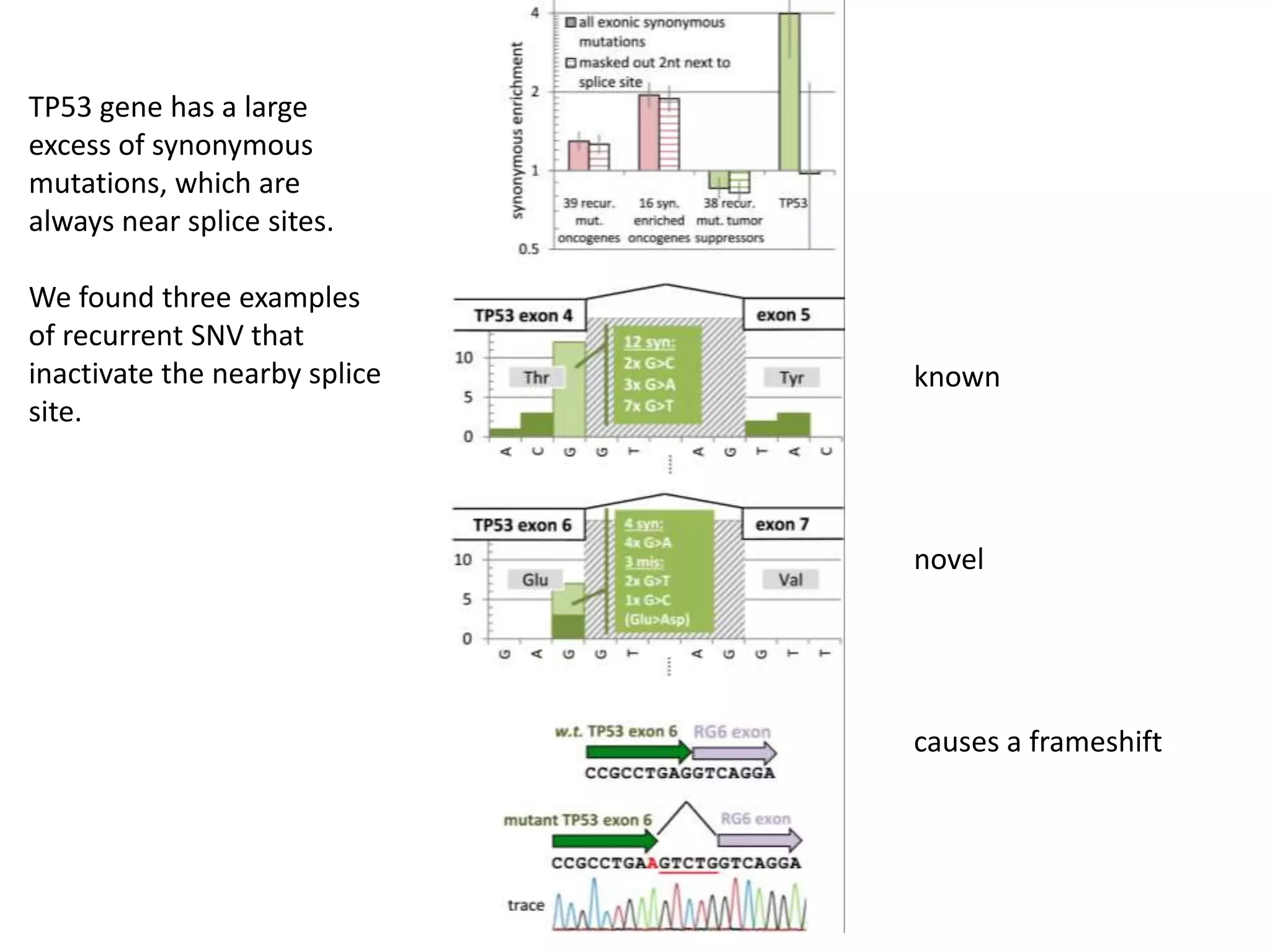known
novel
TP53 gene has a large
excess of synonymous
mutations, which are
always near splice sites.
We found three examples
of recurrent SNV that
inactivate the nearby splice
site.
causes a frameshift
 