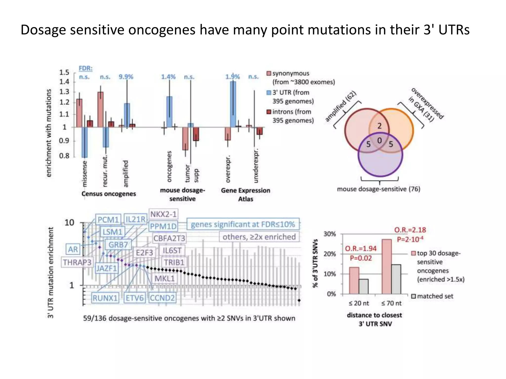 Dosage sensitive oncogenes have many point mutations in their 3' UTRs
 