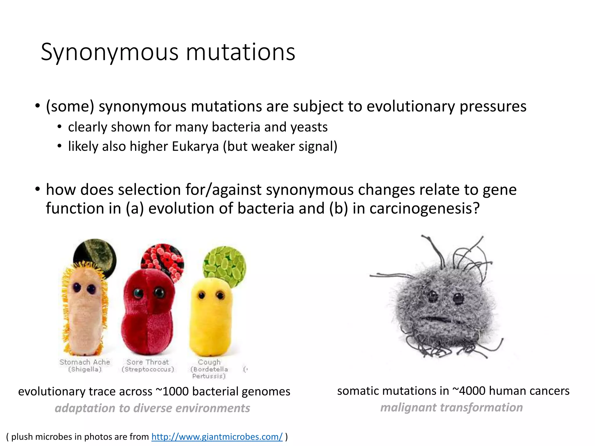 Synonymous mutations
• (some) synonymous mutations are subject to evolutionary pressures
• clearly shown for many bacteria and yeasts
• likely also higher Eukarya (but weaker signal)
• how does selection for/against synonymous changes relate to gene
function in (a) evolution of bacteria and (b) in carcinogenesis?
evolutionary trace across ~1000 bacterial genomes somatic mutations in ~4000 human cancers
malignant transformationadaptation to diverse environments
( plush microbes in photos are from http://www.giantmicrobes.com/ )
 