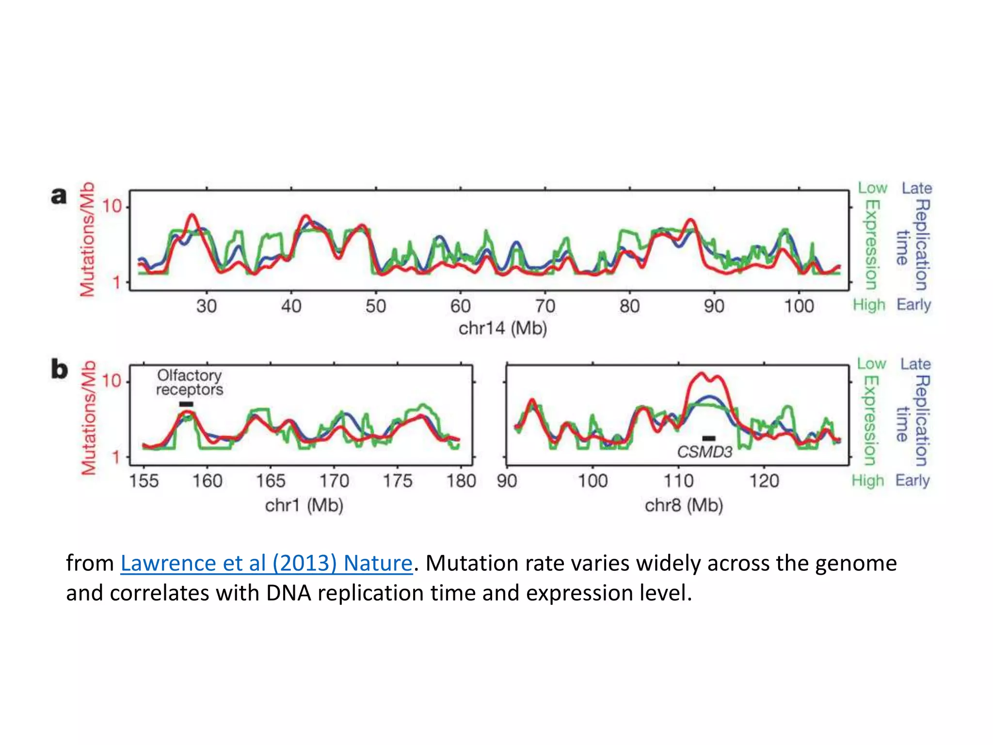 from Lawrence et al (2013) Nature. Mutation rate varies widely across the genome
and correlates with DNA replication time and expression level.
 