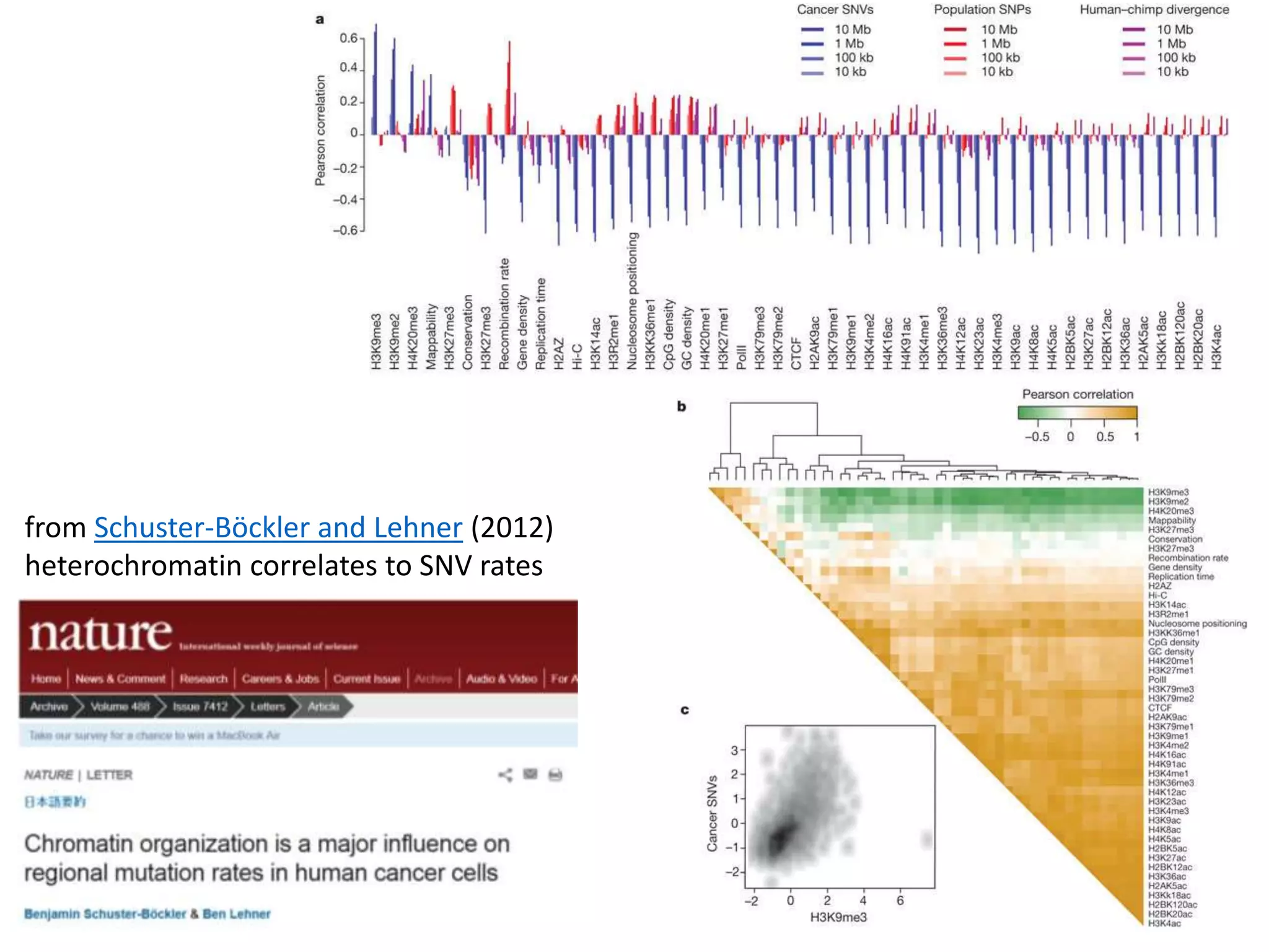 from Schuster-Böckler and Lehner (2012)
heterochromatin correlates to SNV rates
 