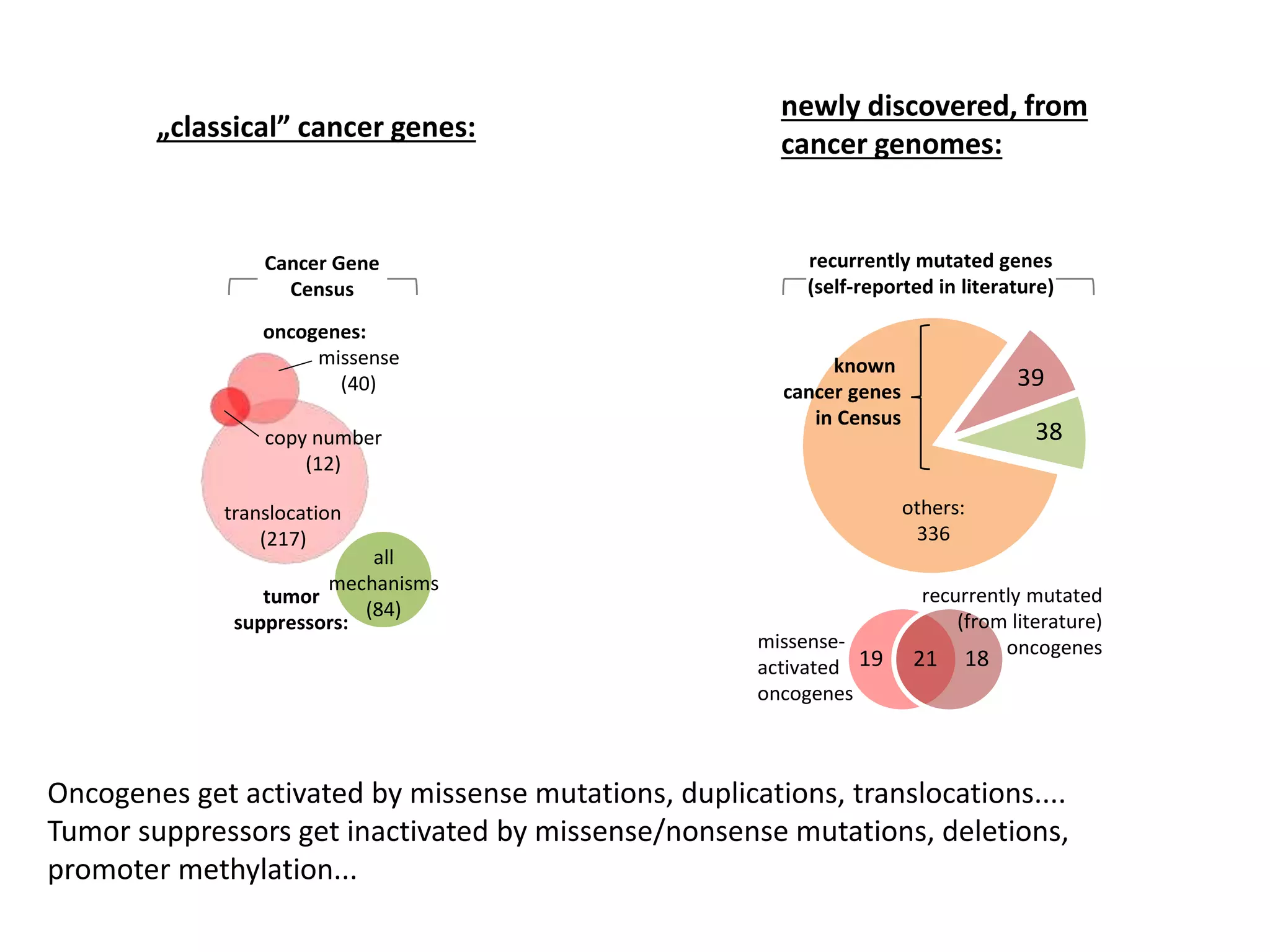 0
0.25
0.5
0.75
1
oPC2(24.3%)
carcinoma, 1Mb
non-carcinoma, 1Mb
pooled, 200kb
liver, 200kb
liver, 1Mb
breast, 1Mb
H3K9me3,
1Mb
hypothalamus
liver
skeletal & heart muscle
6 tissues
mRNA levels
0
0.2
0.4
0.6
0.8
1
9
0.6
0.8
1
oncogenes:
translocation
(217)
missense
(40)
copy number
(12)
tumor
suppressors:
all
mechanisms
(84)
Cancer Gene
CensusA
recurrently mutated genes
(self-reported in literature)
B
known
cancer genes
in Census
others:
336
39
38
C
# mutation
(110 cancers,
heterochrom
levels in 1 M
19 1821
missense-
activated
oncogenes
recurrently mutated
(from literature)
oncogenes
0
0.2
0.4
0.6
0.8
1
0.1 0
0
0.25
0.5
0.75
1
oPC2(24.3%)
carcinoma, 1Mb
non-carcinoma, 1Mb
pooled, 200kb
liver, 200kb
liver, 1Mb
breast, 1Mb
H3K9me3,
1Mb
hypothalamus
liver
skeletal & heart muscle
6 tissues
mRNA levels
0
0.2
0.4
0.6
0.8
1
9 19
D+ = 0
P = 0.0
0
0.2
0.4
0.6
0.8
1
9 19 29
D- = 0.256
P = 0.005
0.6
0.8
1
oncogenes:
translocation
(217)
missense
(40)
copy number
(12)
tumor
suppressors:
all
mechanisms
(84)
Cancer Gene
CensusA
recurrently mutated genes
(self-reported in literature)
B
known
cancer genes
in Census
others:
336
39
38
C
# mutations per 200 kb
(110 cancers, pooled tissues)
heterochromatin (H3K9me3
levels in 1 MB windows)
# mutations per
(110 cancers, poole
heterochromatin (
levels in 1 MB wi
0.6
0.8
1
D
P
0
0.2
0.4
0.6
0.8
1
0.1 0.3
D+ = 0.215
P = 0.025
D
19 1821
missense-
activated
oncogenes
recurrently mutated
(from literature)
oncogenes
0
0.2
0.4
0.6
0.8
1
0.1 0.3 0.5
D- = 0.185
P = 0.061
„classical” cancer genes:
newly discovered, from
cancer genomes:
Oncogenes get activated by missense mutations, duplications, translocations....
Tumor suppressors get inactivated by missense/nonsense mutations, deletions,
promoter methylation...
 
