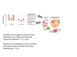-0.5
-0.25
0
0.25
0.5
0.75
1
-1 -0.75 -0.5 -0.25 0 0.25 0.5 0.75 1
correlationtoPC2(24.3%)
correlation to PC1 (30.4 % variance)
carcinoma, 1Mb
non-carcinoma, 1Mb
pooled, 200kb
liver, 200kb
liver, 1Mb
breast, 1Mb
H3K9me3,
1Mb
GC3
RepliSeq,
1Mb
hypothalamus
liver
skeletal & heart muscle
6 tissues
regional mutation rates
mRNA levels
0
0.2
0.4
0.6
0.8
1
-2 0 2
D- = 0.224
P = 0.017
0
0.2
0.4
0.6
0.8
1
9
D
P
0
0.2
0.4
0.6
0.8
1
-2 0
0
0.2
0.4
0.6
0.8
1
9 19 29
D- = 0.256
P = 0.005
0
0.2
0.4
0.6
0.8
1
D+ =0.211
P = 0.026
earlylate
oncogenes:
translocation
(217)
missense
(40)
copy number
(12)
tumor
suppressors:
all
mechanisms
(84)
Cancer Gene
CensusA
recurrently mutated genes
(self-reported in literature)
matched sets of noncancer genes:
1517 genes (for oncogenes)
693 genes (for tumor suppressors)
B
known
cancer genes
in Census
others:
336
39
38
C
# mutations per 200 kb
(110 cancers, pooled tissues)
heterochromatin (H3K9me3
levels in 1 MB windows)
replication timing (RepliSeq
signal in 1 MB windows)
mRNA levels, avg. of 6 tissues
# mutatio
(110 cancers
heterochrom
levels in 1
replication t
signal in 1
mRNA levels,
0
0.2
0.4
0.6
0.8
1
0
0.2
0.4
0.6
0.8
1
0.1
D+ =
P = 0
39 oncogenes (recurrently mutated)
38 tumor suppressors (recurr. mutated)
D
19 1821
missense-
activated
oncogenes
recurrently mutated
(from literature)
oncogenes
0
0.2
0.4
0.6
0.8
1
0.1 0.3 0.5
D- = 0.185
P = 0.061
Expected: the oncogenes and the tumor
suppressors are highly enriched with
missense mutations (~1.5 - 2.5x).
However, the oncogenes are also enriched
with synoynmous mutations over their
matched sets, ~1.2x.
 