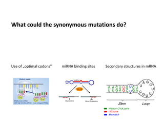 0%
10%
20%
30%
40%
50%
60%
optimal
codon
gain
optimal
codon
loss
no
change
%ofsynonymousmutations
leadingtooutcome
n.s.
-18
-13
-8
-3
mRNAfoldingfreeenergy
aroundmutatedsites(kcal/mol)
50nt windows
w.t.
mRNA
mut.
mRNA
-31
-26
-21
-16
-11
-6 100nt windows
w.t.
mRNA
mut.
mRNA
0%
10%
20%
30%
40%
≤30 nt 31-70
nt
>70 nt
p < 10-4
1.75
1.26
0.45
-2
-1
0
1
2
1 2 3 4 5 6 7
log2RPKMofexon
exon # in transcript ENST00000334286
30 random samples w/o point mutations
6 samples w/ synonymous exonic mutations
EDNRB gene,
colorectal cancer
-0.5
-0.3
-0.1
0.1
0.3
0.5
whole
cDNA
sites w/
phyloP>1.0net#ofgainedmiRNAseed
sitespersyn.mutation
16 oncogenes
matched set
-0.3 -0.2 -0.1 0 0.1 0.2
normalized difference (Glass' delta) between properties
of mutated positions in oncogenes vs. matched set
Relative preference value at C-cap (of α helices)
Normalized frequency of turn in all-α class
Alpha-helix indices for α-proteins t-test
FDR
0%
10%
20%
30%
enh.
gain
enh.
loss
sil.
gain
sil.
loss
%syn.mutations(within30nt
ofsplicesite)leadingtoevent
Ke et al. 2012 hexamers
1.53
0.83
0.60
1.90
p = 0.02
enh.
gain
enh.
loss
RESCUE-ESE
p = 0.003
1.90
0.53
sil.
gain
sil.
loss
FAS-hex2
p = 3·10-4
0.37
2.73
A B C
D E
G
F
10%
20%
p=0.05
n.s.
n.s.
1.43
1.12
0.79
20%
30%
40%
50%
actual
synonymous
mutations
randomized
mutation
H
Use of „optimal codons” miRNA binding sites Secondary structures in mRNA
What could the synonymous mutations do?
 