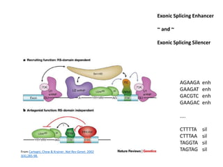 Exonic Splicing Enhancer
~ and ~
Exonic Splicing Silencer
From Cartegni, Chew & Krainer. Nat Rev Genet. 2002
3(4),285-98.
AGAAGA enh
GAAGAT enh
GACGTC enh
GAAGAC enh
....
CTTTTA sil
CTTTAA sil
TAGGTA sil
TAGTAG sil
 