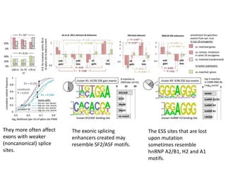 They more often affect
exons with weaker
(noncanonical) splice
sites.
The exonic splicing
enhancers created may
resemble SF2/ASF motifs.
The ESS sites that are lost
upon mutation
sometimes resemble
hnRNP A2/B1, H2 and A1
motifs.
 