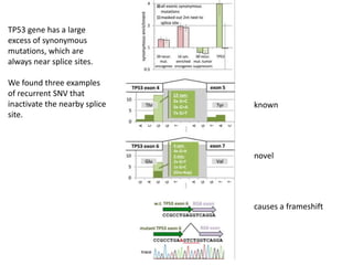 known
novel
TP53 gene has a large
excess of synonymous
mutations, which are
always near splice sites.
We found three examples
of recurrent SNV that
inactivate the nearby splice
site.
causes a frameshift
 
