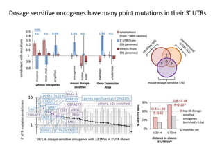 Dosage sensitive oncogenes have many point mutations in their 3' UTRs
 