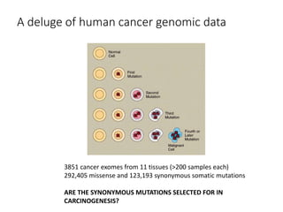 A deluge of human cancer genomic data
3851 cancer exomes from 11 tissues (>200 samples each)
292,405 missense and 123,193 synonymous somatic mutations
ARE THE SYNONYMOUS MUTATIONS SELECTED FOR IN
CARCINOGENESIS?
 