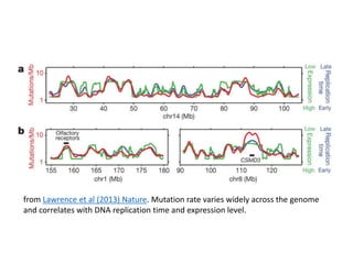 from Lawrence et al (2013) Nature. Mutation rate varies widely across the genome
and correlates with DNA replication time and expression level.
 