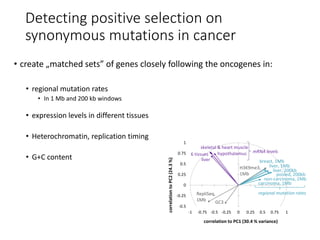 -0.5
-0.25
0
0.25
0.5
0.75
1
-1 -0.75 -0.5 -0.25 0 0.25 0.5 0.75 1
correlationtoPC2(24.3%)
correlation to PC1 (30.4 % variance)
carcinoma, 1Mb
non-carcinoma, 1Mb
pooled, 200kb
liver, 200kb
liver, 1Mb
breast, 1Mb
H3K9me3,
1Mb
GC3
RepliSeq,
1Mb
hypothalamus
liver
skeletal & heart muscle
6 tissues
regional mutation rates
mRNA levels
1
0
0.2
0.4
0.6
0.8
1
0
0.2
0.4
0.6
0.8
1
oncogenes:
translocation
(217)
missense
(40)
copy number
(12)
tumor
suppressors:
all
mechanisms
(84)
Cancer Gene
CensusA
recurrently mutated genes
(self-reported in literature)
B
known
cancer genes
in Census
others:
336
39
38
#
(11
het
le
rep
s
19 1821
missense-
activated
oncogenes
recurrently mutated
(from literature)
oncogenes
0
0.2
0.4
0.6
0.8
1
0
Detecting positive selection on
synonymous mutations in cancer
• create „matched sets” of genes closely following the oncogenes in:
• regional mutation rates
• In 1 Mb and 200 kb windows
• expression levels in different tissues
• Heterochromatin, replication timing
• G+C content
 