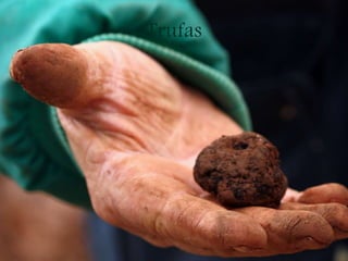 Trufas
 