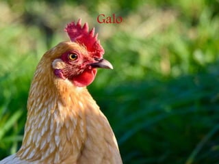 Galo
 