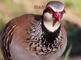 Perdiz
 