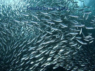 Sardinha em Lata
 