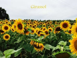 Girassol
 