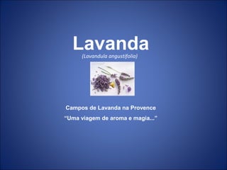 (Lavandula angustifolia)
Campos de Lavanda na Provence
“Uma viagem de aroma e magia...”
Lavanda
 