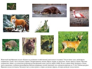 Животный мир   Франции сильно обеднен под влиянием хозяйственной деятельности человека. Тем не менее здесь дикая фауна сохранилась лучше, чем в соседних странах. Распространены лисица, барсук, выдра, из грызунов - белки, крысы и мыши. Местами сохранились зайцы, а из копытных встречаются благородный олень, косуля, кабан и бобр. На юге страны живут фламинго. Очень много насекомых, особенно разнообразны бабочки (например, ночной павлиний глаз с размахом крыльев до 15 см). Рыбные ресурсы Франции сильно истощены. Бóльшую часть улова в реках и озерах составляет форель, которую разводят искусственно.  