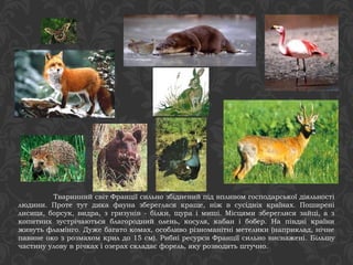 Тваринний світ Франції сильно збіднений під впливом господарської діяльності 
людини. Проте тут дика фауна збереглася краще, ніж в сусідніх країнах. Поширені 
лисиця, борсук, видра, з гризунів - білки, щура і миші. Місцями збереглися зайці, а з 
копитних зустрічаються благородний олень, косуля, кабан і бобер. На півдні країни 
живуть фламінго. Дуже багато комах, особливо різноманітні метелики (наприклад, нічне 
павине око з розмахом крил до 15 см). Рибні ресурси Франції сильно виснажені. Більшу 
частину улову в річках і озерах складає форель, яку розводять штучно. 
 