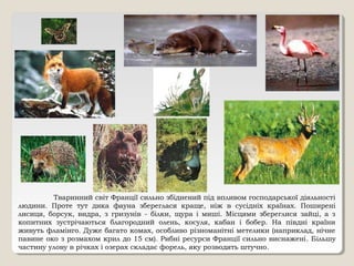 Тваринний світ Франції сильно збіднений під впливом господарської діяльності
людини. Проте тут дика фауна збереглася краще, ніж в сусідніх країнах. Поширені
лисиця, борсук, видра, з гризунів - білки, щура і миші. Місцями збереглися зайці, а з
копитних зустрічаються благородний олень, косуля, кабан і бобер. На півдні країни
живуть фламінго. Дуже багато комах, особливо різноманітні метелики (наприклад, нічне
павине око з розмахом крил до 15 см). Рибні ресурси Франції сильно виснажені. Більшу
частину улову в річках і озерах складає форель, яку розводять штучно.
 