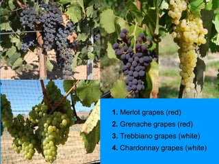 1. Merlot grapes (red)
2. Grenache grapes (red)
3. Trebbiano grapes (white)
4. Chardonnay grapes (white)
 