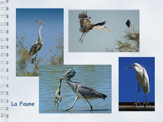 La Faune 