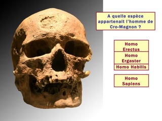 A quelle espèce appartenait l’homme de Cro-Magnon ? Homo Sapiens Homo Erectus Homo Habilis Homo Ergaster 