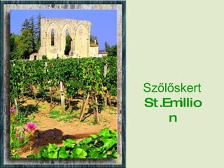 Szőlőskert  St.Emillion 