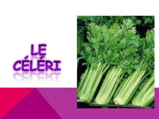 Frances. POWERPOINT.