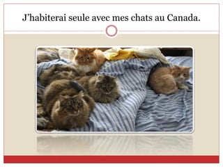 J’habiterai seule avec mes chats au Canada.