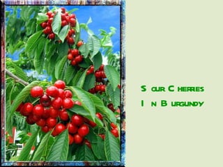 Sour Cherries In Burgundy 