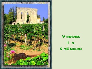 Vineyards In St.Emillion 
