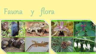 Fauna y flora
 