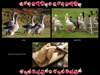 oiesoies canardscanards
lobe de foie gras fraislobe de foie gras frais
 