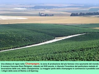 Una distesa di vigne nella Champagne, la zona di produzione del più famoso vino spumante del mondo.
Il monaco francese Dom Pérignon, vissuto nel XVII secolo, è ritenuto l'inventore del particolare metodo di
lavorazione delle uve, detto champenoise. La maggior parte dello champagne in commercio è prodotto con
i vitigni delle zone di Reims e di Epernay.
 