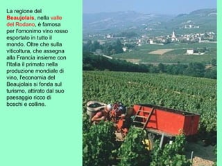 La regione del
Beaujolais, nella valle
del Rodano, è famosa
per l'omonimo vino rosso
esportato in tutto il
mondo. Oltre che sulla
viticoltura, che assegna
alla Francia insieme con
l'Italia il primato nella
produzione mondiale di
vino, l'economia del
Beaujolais si fonda sul
turismo, attirato dal suo
paesaggio ricco di
boschi e colline.
 