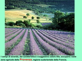 I campi di lavanda, dal caratteristico e suggestivo colore lilla, occupano vaste
zone agricole della Provenza, regione sudorientale della Francia.
 