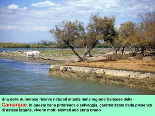 Una delle numerose riserve naturali situate nella regione francese della
Camargue. In questa zona pittoresca e selvaggia, caratterizzata dalla presenza
di estese lagune, vivono molti animali allo stato brado
 
