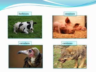 herbívoroomnívorocarroñerocarnivoro