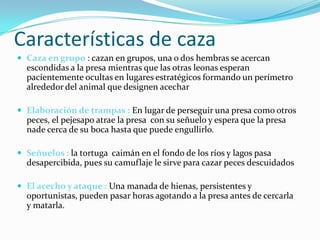 Características de caza Caza en grupo : cazan en grupos, una o dos hembras se acercan escondidas a la presa mientras que las otras leonas esperan pacientemente ocultas en lugares estratégicos formando un perímetro alrededor del animal que designen acecharElaboración de trampas : En lugar de perseguir una presa como otros peces, el pejesapo atrae la presa  con su señuelo y espera que la presa nade cerca de su boca hasta que puede engullirlo.Señuelos : la tortuga  caimán en el fondo de los ríos y lagos pasa desapercibida, pues su camuflaje le sirve para cazar peces descuidadosEl acecho y ataque : Una manada de hienas, persistentes y oportunistas, pueden pasar horas agotando a la presa antes de cercarla y matarla.