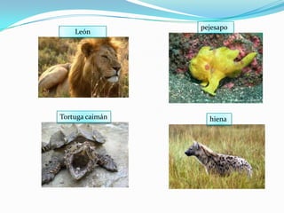 pejesapoLeónTortuga caimánhiena