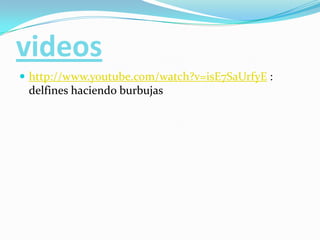 videoshttp://www.youtube.com/watch?v=isE7SaUrfyE : delfines haciendo burbujas