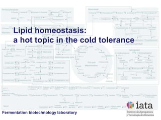 Fermentation biotechnology laboratory
Lipid homeostasis:
a hot topic in the cold tolerance
 