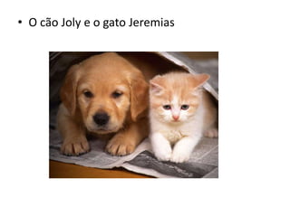 • O cão Joly e o gato Jeremias
 