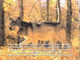 Com a promessa de nunca mais lesar nem homem  nem animal, foi o lobo com Francisco até a cidade. Também o povo da cidade abandonou sua raiva e  começou a chamar o lobo de "irmão". Prometeram dar-lhe cada dia o alimento necessário.  