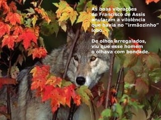 As boas vibrações  de Francisco de Assis  anularam a vilolência  que havia no “irmãozinho”  lobo. De olhos arregalados,  viu que esse homem  o olhava com bondade. 