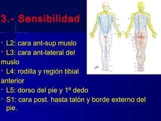 3.- Sensibilidad
 L2: cara ant-sup muslo
 L3: cara ant-lateral del
muslo
 L4: rodilla y región tibial
anterior
 L5: dorso del pie y 1º dedo
 S1: cara post. hasta talón y borde externo del
pie.
 