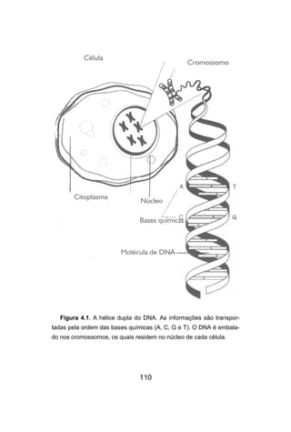 110
Figura 4.1. A hélice dupla do DNA. As informações são transpor-
tadas pela ordem das bases químicas (A, C, G e T). O DNA é embala-
do nos cromossomos, os quais residem no núcleo de cada célula.
 