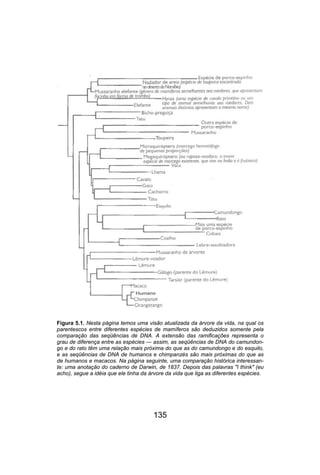 135
Figura 5.1. Nesta página temos uma visão atualizada da árvore da vida, na qual os
parentescos entre diferentes espécies de mamíferos são deduzidos somente pela
comparação das seqüências de DNA. A extensão das ramificações representa o
grau de diferença entre as espécies — assim, as seqüências de DNA do camundon-
go e do rato têm uma relação mais próxima do que as do camundongo e do esquilo,
e as seqüências de DNA de humanos e chimpanzés são mais próximas do que as
de humanos e macacos. Na página seguinte, uma comparação histórica interessan-
te: uma anotação do caderno de Darwin, de 1837. Depois das palavras "I think" (eu
acho), segue a idéia que ele tinha da árvore da vida que liga as diferentes espécies.
 